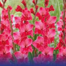 8718641970355 1 Gladiolus Fairytale Pink.jpg